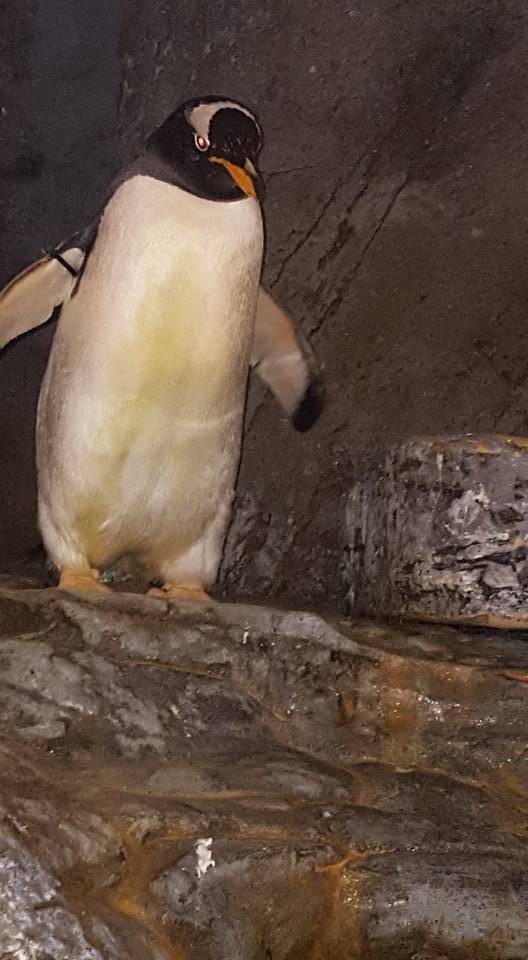 the boy who explained 4d